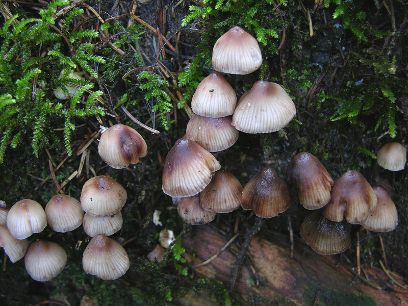 Fungo da determinare 7 (cfr. Mycena zephirus)